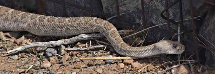 snake